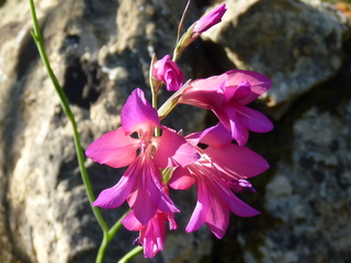 Blume