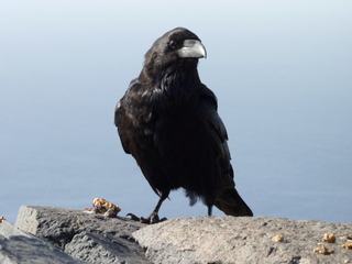 Krähe
