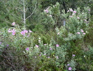 Zistrosen